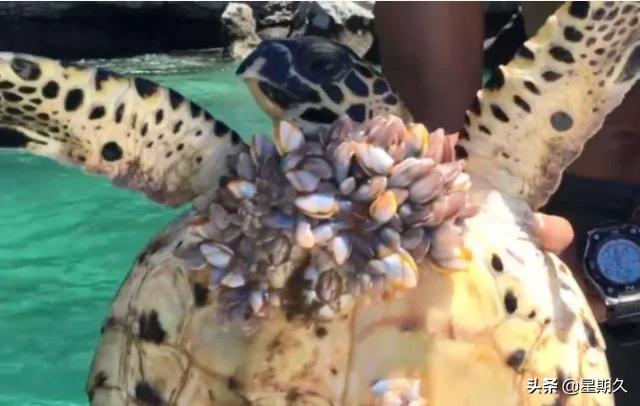 拯救苏门答腊犀牛:鲸鱼身上长满寄生物藤壶时会找人类帮忙，它怎么判断人类会帮忙？