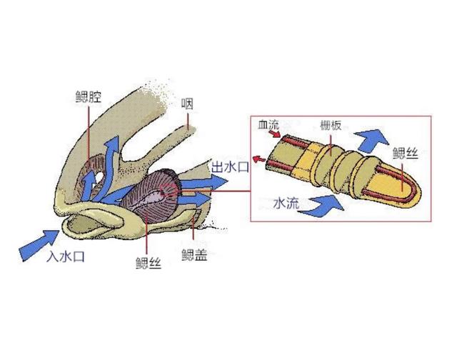 鱼鳃的工作原理:鱼能吸水里的氧气却不能吸空气里的氧气?_刘文俊说养