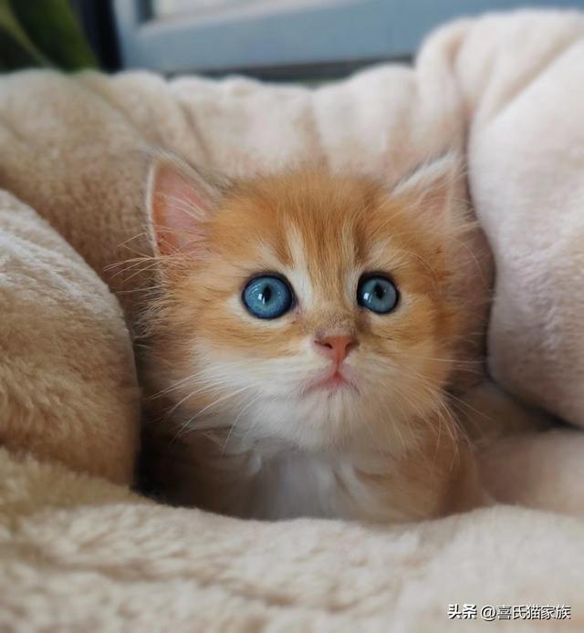 猫发情 叫声:母猫发情时到底是种什么体验？