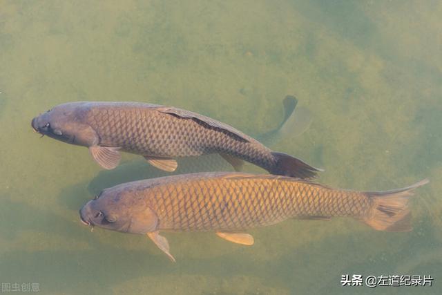 鱼的寿命有多久？有没有人见过鱼老死？插图14