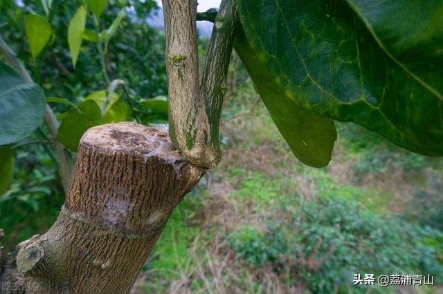 头条问答 什么肥料能让树杆长粗 12个回答