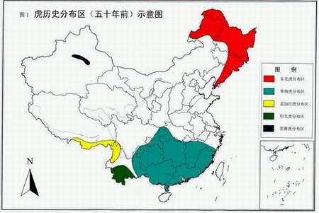 东北虎的资料卡片:东北地区冬季那么冷，野生东北虎能抗过去吗？