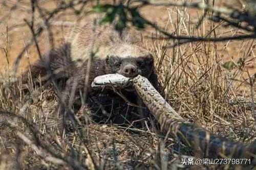 平头哥蜜獾图片:无所畏惧的蜜獾，它的战斗力有多强？