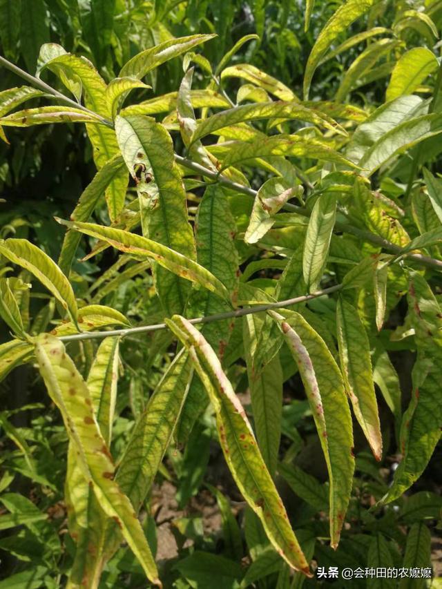 桃树细菌性穿孔病危害了果子,还能保住吗?