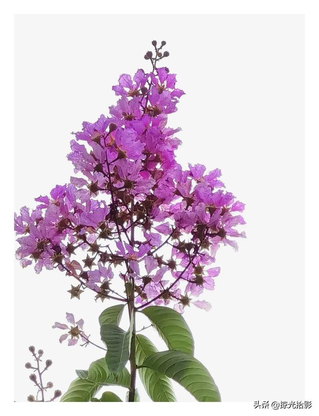 头条问答 如何拍摄白背景的花卉照片 湘水漂漂的回答 0赞