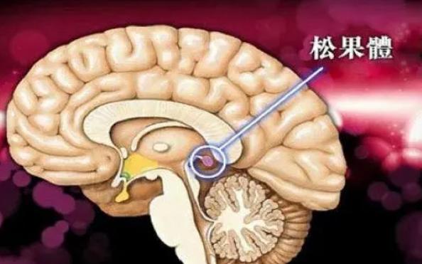 一直:为什么大清早小鸟就开始一直叫个不停，它们不累吗？