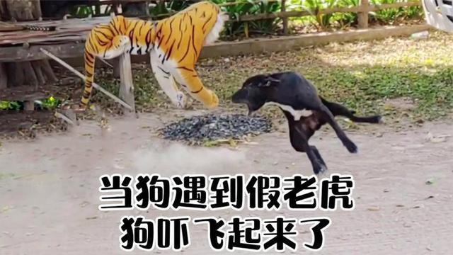 外国蜘蛛狗恶作剧:狗最怕什么气味？它不敢接近什么？