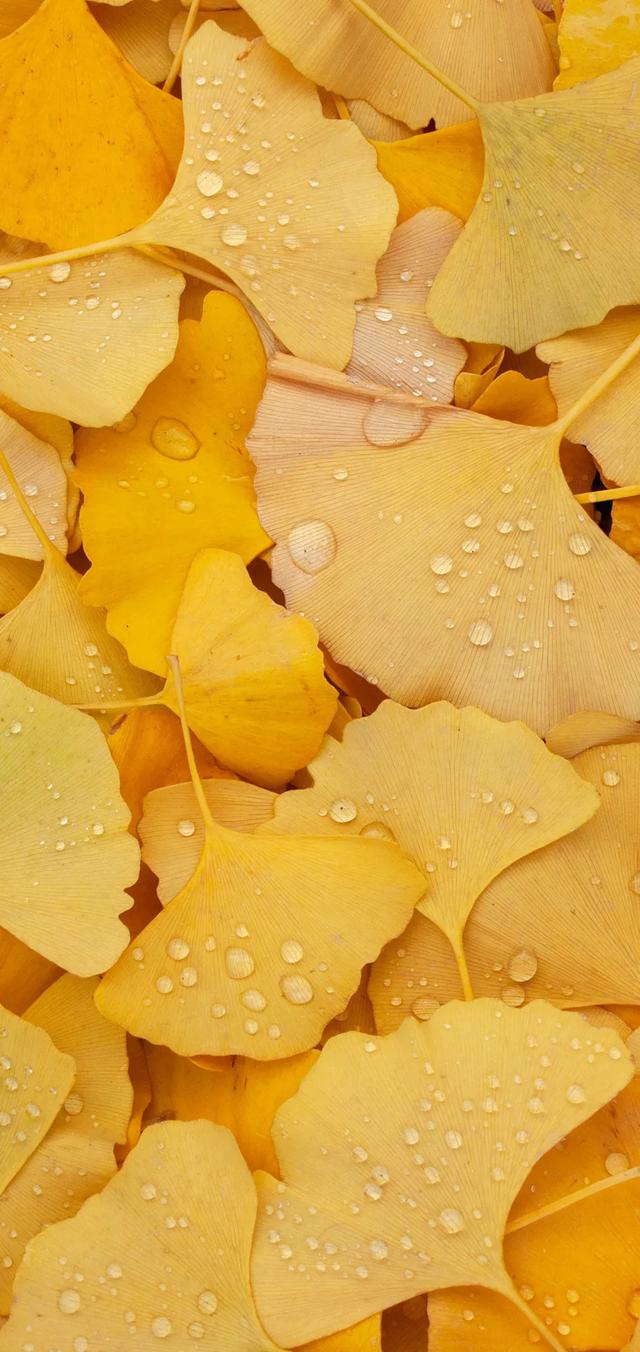 其他网友回答:绿色护眼养眼壁纸美美哒