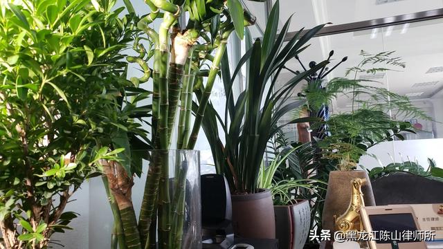 牧民把狗戴上防狼项圈，这个真的有用吗？狼难道不会攻击狗屁股？插图1