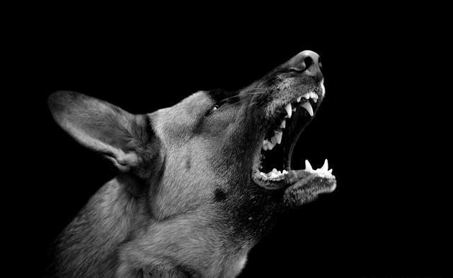 军犬图片:狗为何总是半夜三更突然对着空无一人的门外狂吠？