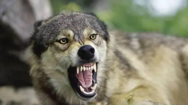 狗狗对屠夫会害怕，在野外屠夫遇到狼是否一样，狼也会怕？插图7
