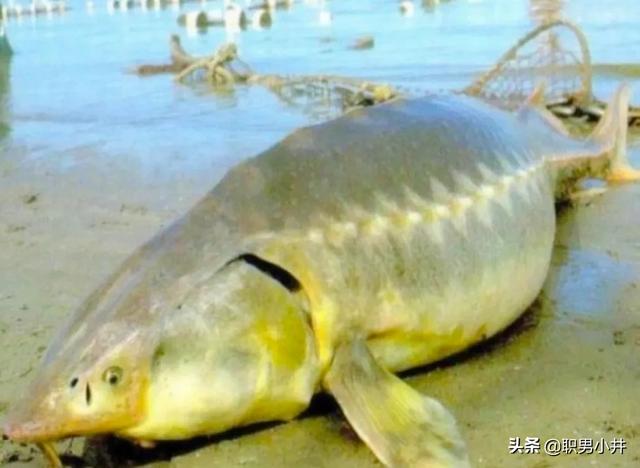 97年三条大鱼拦长江，为什么有人说一百年之前，鱼是取之不尽的