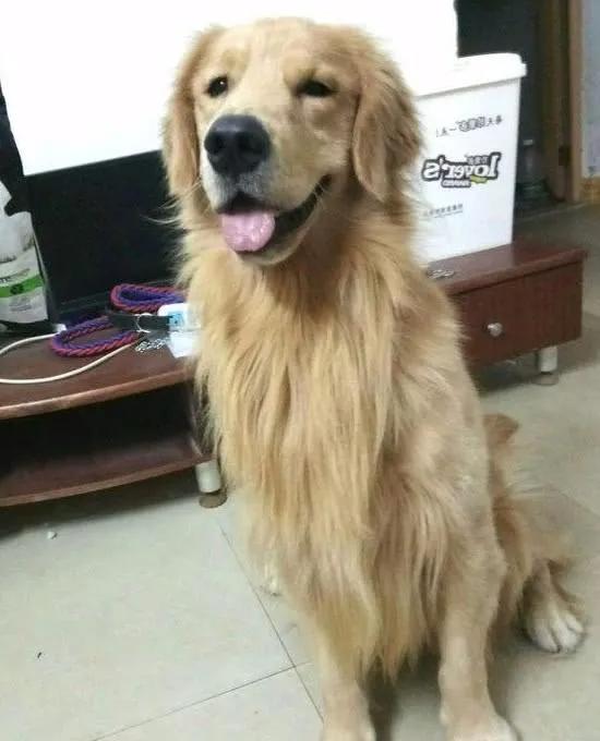 巨贵可以在农村养吗？