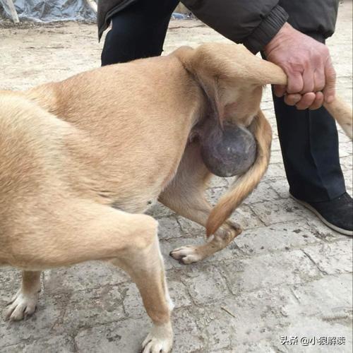 上海来宝犬业网站:上海来宝犬业有限公司 现在农村还有收老狗取狗宝的人吗？