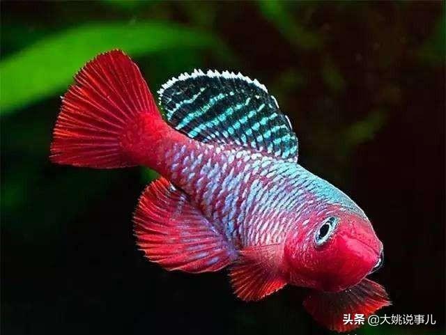 鱼的寿命有多久？有没有人见过鱼老死？插图139