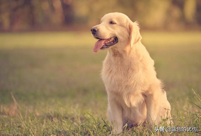 狗狗东西在我里面拔出不来了视频:生肖狗心里最放不下的是谁？