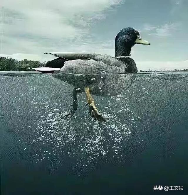 国家一直强调乡村振兴，一个普通人适合做什么行业？-第2张图片-9158手机教程网