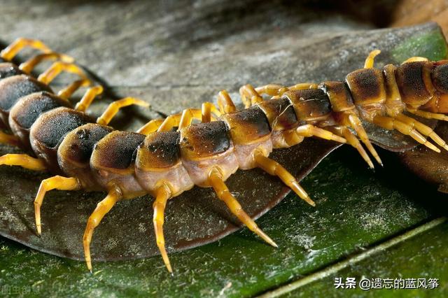 头条问答 - 考古学家挖掘的石炭纪时期3米长巨型蜈蚣?你怎么看?