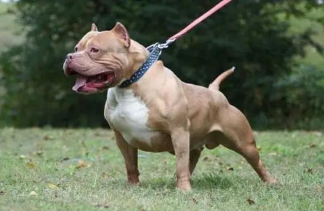 狗狗对屠夫会害怕，在野外屠夫遇到狼是否一样，狼也会怕？插图24