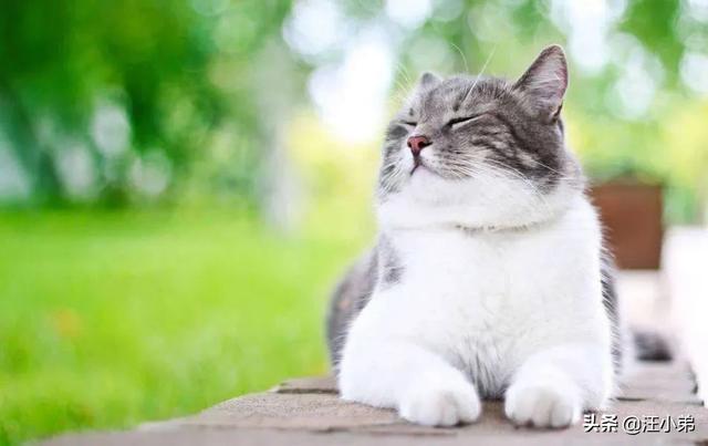 猫咪不乖by:现在的家养猫一辈子不出门对他们来说真的好吗？