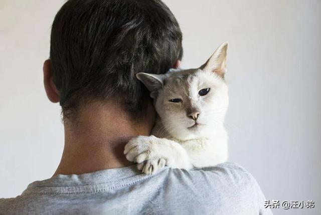 为什么猫更喜欢跟女主人玩耍？插图11