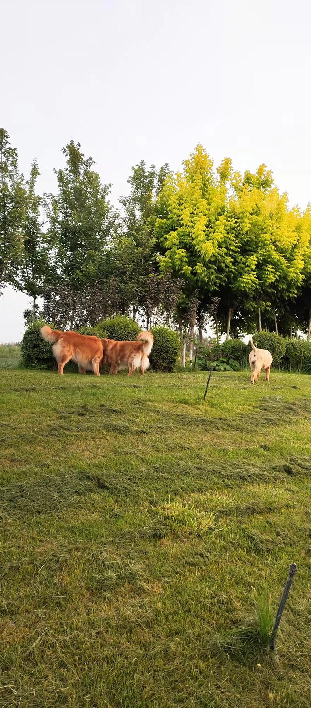 养狗之后，家里为什么会那么臭？插图13