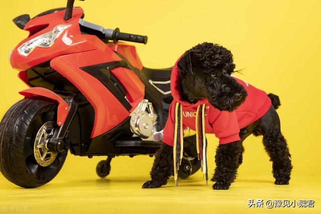 国外格力犬猎兔视频:打猎的狗，有哪些品种值得推荐？