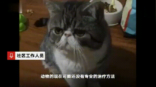 哈尔滨宠物网的自频道:哈尔滨走失狗狗怎么样能找回来？