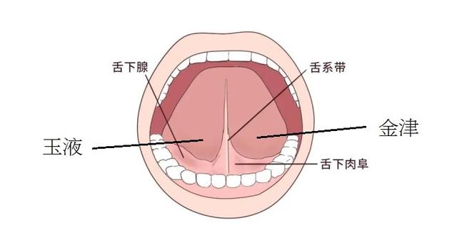 舌分上,下两面.上面为舌背,下面为舌底.