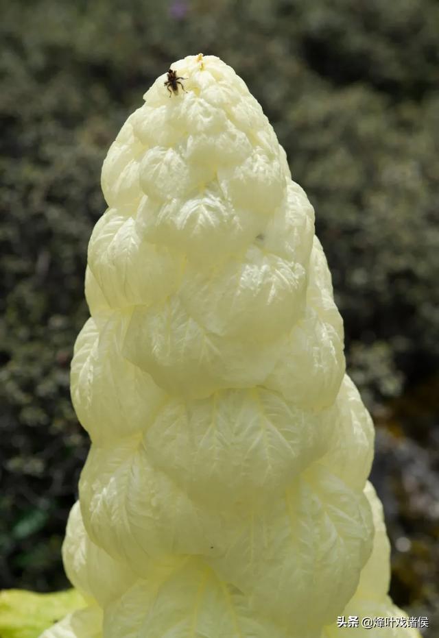 今年喜马拉雅山帝王花图片:喜马拉雅山400年一见的帝王花 有一种兰花叫“鬼兰”，一朵花能换一套房子，是真的吗？