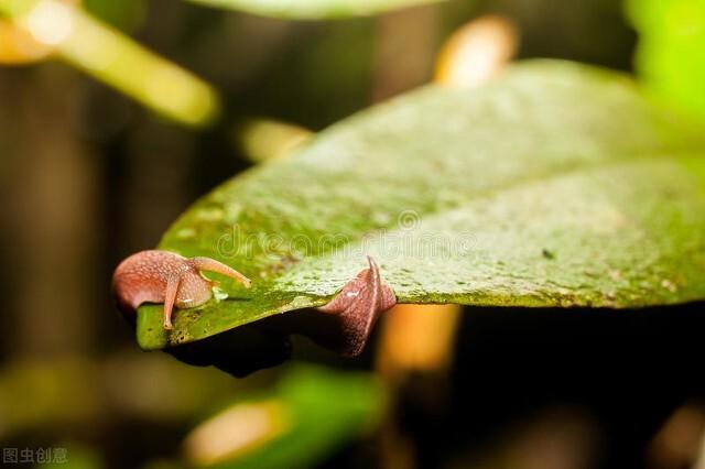 托拉菌素多少钱:杀死菜叶上的蜗牛和鼻涕虫最好的办法是什么？