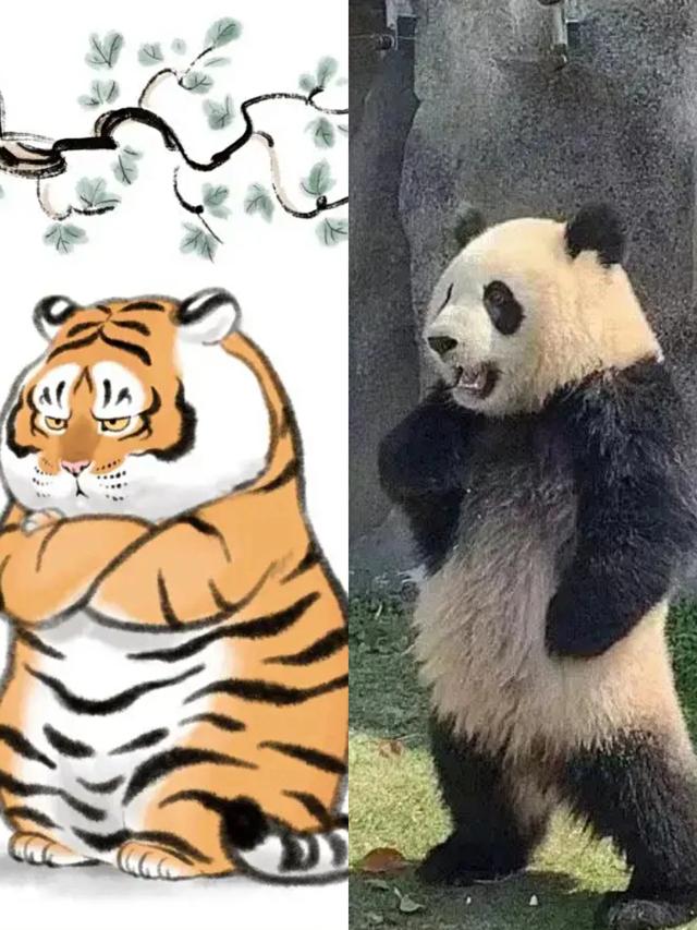 四川曾到处是老虎，大熊猫为何没有被吃绝？插图24