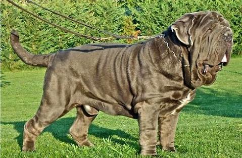 比特犬图片:地球上被禁养的10种猛犬，藏獒的战斗力能否干过狼？ 纯种比特犬图片