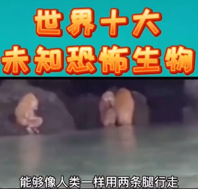 诺里奇梗百科图片:“博物君”无穷小亮为什么那么钟爱解说水猴子？ 诺里奇梗