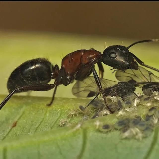 恐怖农场免费观看，南美洲食肉蚁是“人兽通吃”，这是真的吗？