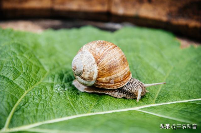 害虫有哪些:农民朋友恨得牙痒痒的病虫害都有哪些？