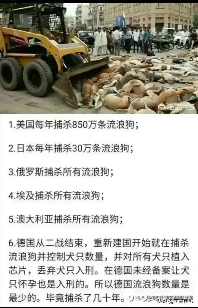 关于流浪狗和流浪猫感悟:为什么当下有些人认为流浪的人不如流浪狗值得同情？