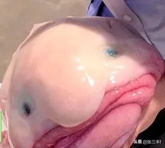 皱鳃鲨海里游泳:大海里到底存在着多少不为人知的恐怖生物？