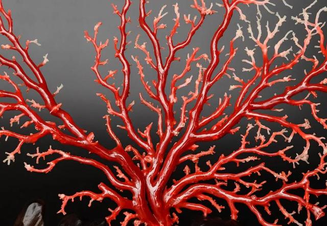 红珊瑚为什么越来越贵？插图1