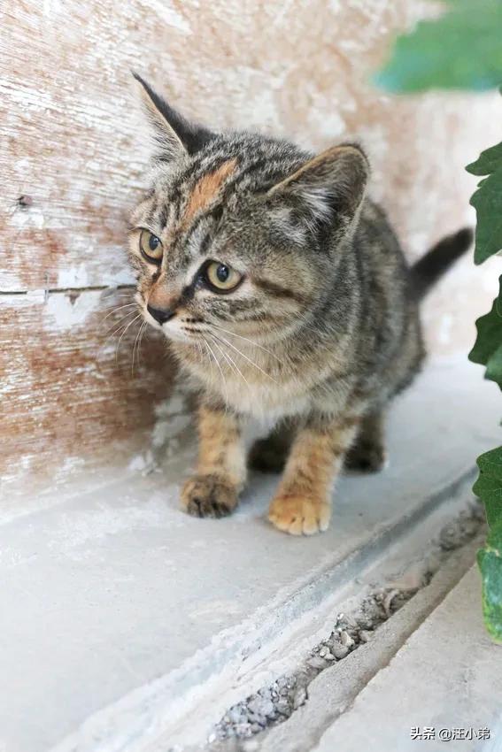 水煮活猫残忍图片:你对最近的大学生孽猫事件有什么看法？