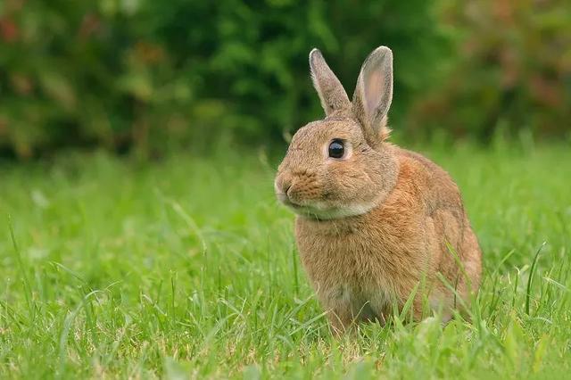 兔子繁殖快，农村为什么不养殖兔子致富