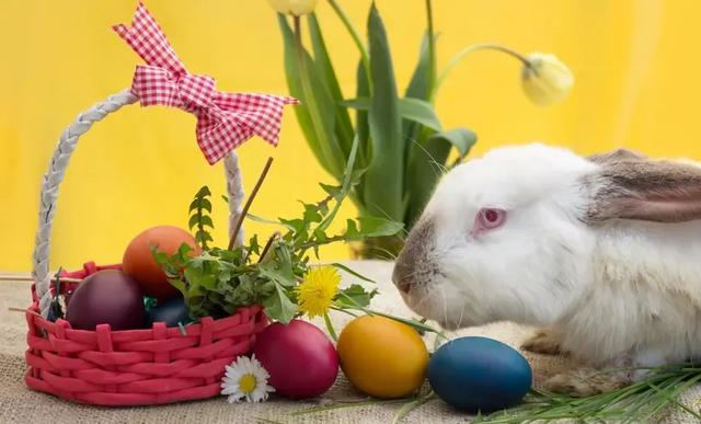 得罪了生肖兔会有哪些严重后果？