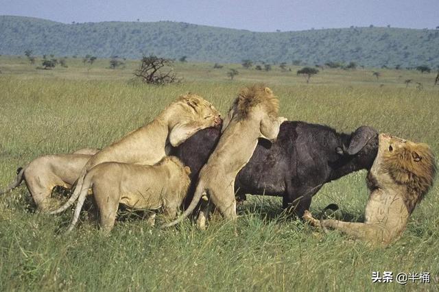 白肢野牛平均体重，为什么非洲狮子敢捕食重达近1000斤的野牛，却不敢猎杀犀牛