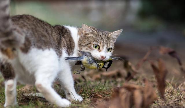 狗博:猫作为陆地动物为什么能捕天上飞的鸟，但是狗不行？