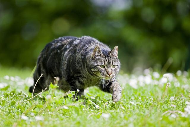 猫惊尸:人去逝后为什么不充许猫从身上跳过？有什么讲究？