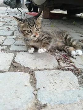 你什么时候被猫的智商震惊了？插图32