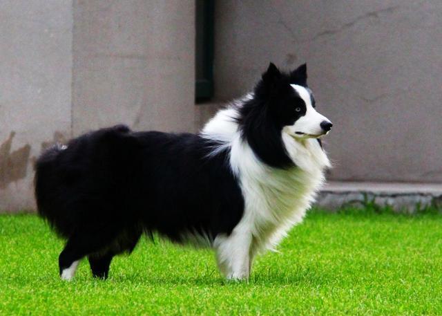 山西边境牧羊犬吧:边牧的智商可以高到什么程度？