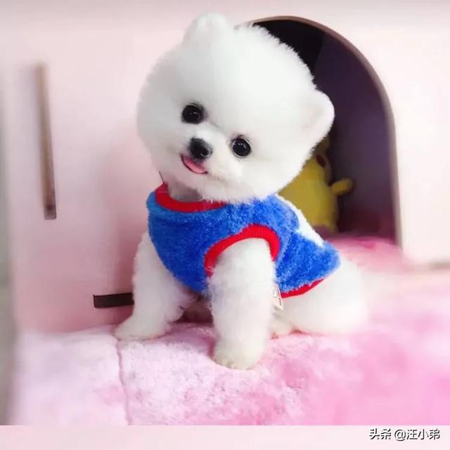 人和狗分开之后，狗狗还会记得以前的主人吗？插图71