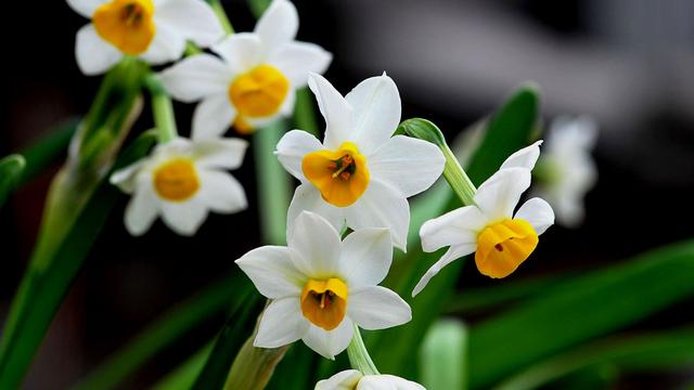 1994年属狗女的婚配禁忌,93年属鸡男与94年属狗女的婚姻怎么样？