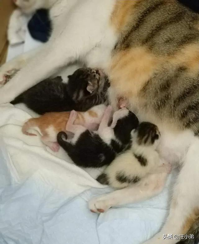 我们家猫咪快要生了，跟前跟后的一直望着我叫，给猫粮也不吃了。是什么原因？插图19